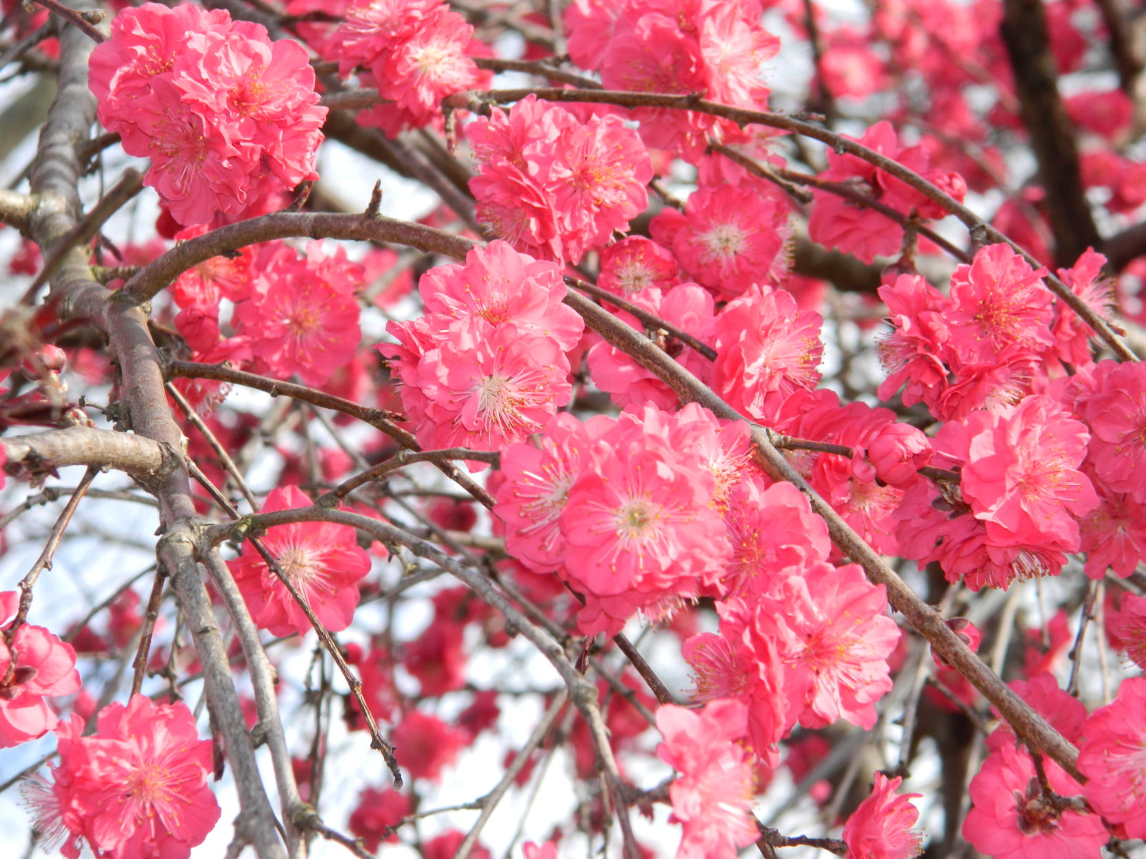 Spring photos (36).JPG
